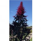 1500 SEEDS Amaranth OPOPEO Red Flower Edible Leaves & Grain Microgreens Non-GMO