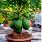 "DWARF SOLO WAIMANALO TREE 20 SEEDS" (Carica Papaya) Fast Fruit Houseplant