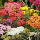 200 SEEDS Yarrow COLORADO Mix Perennial Wildflower Xeriscaping Non-GMO