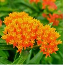 50 SEEDS Milkweed ORANGE PERENNIAL Tuberosa Monarch Butterfly Host Plant Non-GMO