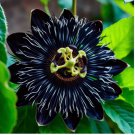 Midnight Passion Bee Flower 20 seeds Beautiful Spring Plant Pink US seller