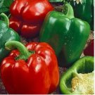 California Wonder 300 TMR Bell Pepper 30 Seeds | Heirloom - Non-GMO