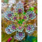 Mother of Millions 20 Seeds Plants Garden Planting Colorful Rare Bonsai Black H
