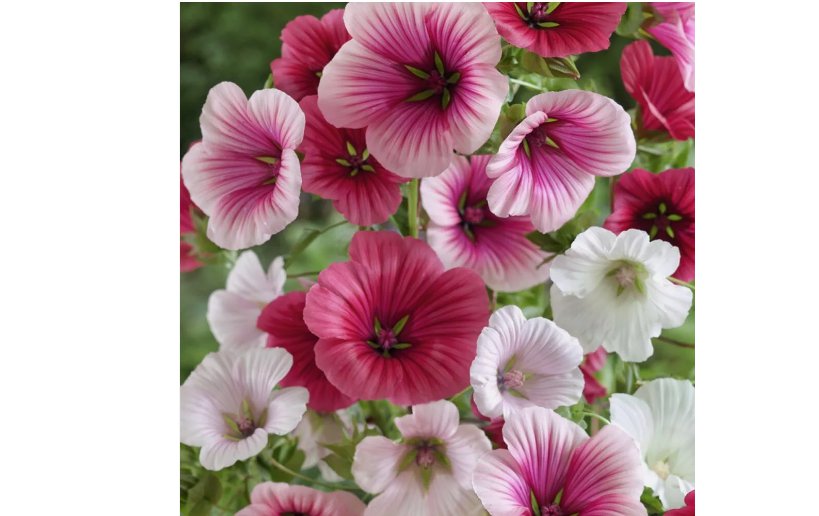 Malope Trifida 250 Seeds, Dwarf Rose Mallow, Border & Bed Flowers