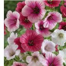 Malope Trifida 250 Seeds, Dwarf Rose Mallow, Border & Bed Flowers