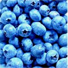 EUROPEAN BLUEBERRY 400 SEEDS BILBERRY RARE SPRING LOW BUSH SWEET DELICIOUS USA
