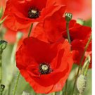 RED CORN POPPY FLOWER 1000 SEEDS ANNUAL garden FLANDERS FIELD