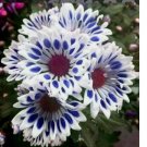 Blue Window Daisy flower 20 seeds for spring summer Blue Yellow White colorful