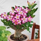 Mixed Color Desert Rose 5 Seeds | Adenium Obesum
