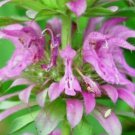 LEMON MINT FLOWER FRESH 100 SEEDS