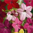 Nicotiana Flower 1000 Seeds Flowering Tobacco Sensation Mix