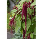 Amaranth Love Lies Bleeding 1750 Seeds, Inca Wheat, Tassel Flower, NON-GMO