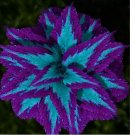 Heirloom Coleus 25 Seeds Mix Color Flower Plant