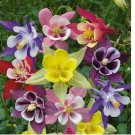 McKana Giant Mix Columbine 200 Seeds | Non-GMO