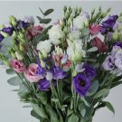 LISIANTHUS MIX PRAIRIE GENTIAN -PELLETED DOUBLE FLOWERED 25 SEEDS