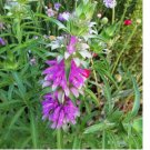 Lemon Mint 2000 Seeds, Monarda citriodora, Lemon Horsemint, NON-GMO Lemon Mint 2000 Seeds, Monarda citriodora, Lemon Horsemint, NON-GMO