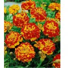 100 French Marigold BOLERO Mix FIERY COLORS Dwarf Beneficial Plant Non-GMO