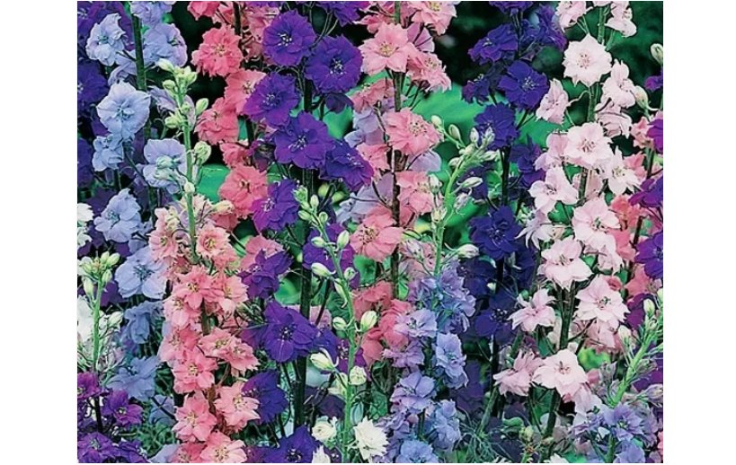 ROCKET LARKSPUR FRESH 100 SEEDS