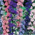 ROCKET LARKSPUR FRESH 100 SEEDS