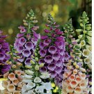 400 SEEDS Foxglove Dwarf FOXY MIX Deer Resistant Biennial Fall Planting Non-GMO