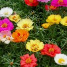 MOSS ROSE 500 SEEDS PORTULACA DOUBLE MIX annual FLOWER garden