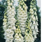 Alba Foxglove 100 Seeds | Non-GMO