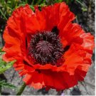 1000 SEEDS Poppy RED ORIENTAL Perennial Scarlet Flowers oriental Large Non-GMO
