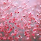 1000 SEEDS Baby's Breath DEEP CARMINE Crimson Red Flowers Pollinators Non-GMO