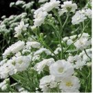 50 SEEDS Baby's Breath SNOWFLAKE North American Perennial Cut Flowers Non-GMO