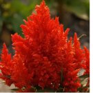 Scarlet Plume Celosia 40 Seeds | Non-GMO