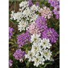Globe Candytuft 1500 Seeds, Iberis umbellata, Beautiful Colorful Blooms