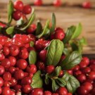 Cranberry 50 Seeds - (Vaccinium Macrocarpon)