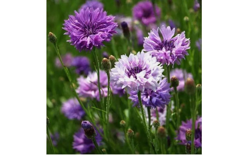 200 SEEDS Cornflower / Bachelor Button MAUVE Heirloom Flowers Spring Non-GMO