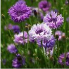 200 SEEDS Cornflower / Bachelor Button MAUVE Heirloom Flowers Spring Non-GMO 200 SEEDS Cornflower / Bachelor Button MAUVE Heirloom Flowers Spring Non-GMO
