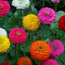 Lilliput Zinnia 100 Seeds Mix, Zinnia Elegans, NON-GMO, Colorful