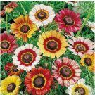 Painted Daisy 100 Seeds | Non-GMO