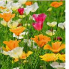 California Poppy 250 Seed Mix, California State Flower, Multiple Colors