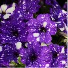 purple petunia starry flower 20 seeds for spring summer Blue Yellow White color