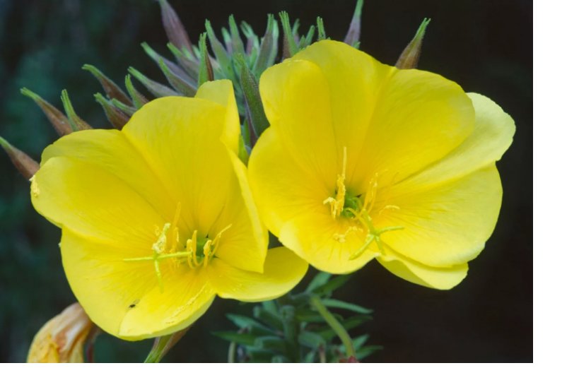 Common Evening Primrose 2000 Seeds, Beautiful Yellow Flowers, Fragrant