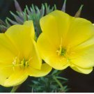 Common Evening Primrose 2000 Seeds, Beautiful Yellow Flowers, Fragrant