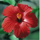 100 SEEDS Red/Pink/White Hibiscus Beautiful, Hardy Perennials