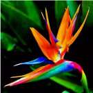 ORANGE BIRD of PARADISE 10 SEEDS (Strelitzia reginae) Tropical Crane Flower Plant