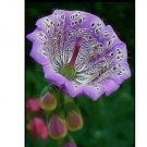 Mallow rose flower 20 seeds for spring summer pink Yellow White colorful