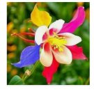 rare columbine flower 20 seeds for spring summer Blue Yellow White red colorful