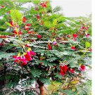Hummingbird Tree 20 Seeds (Sesbania grandiflora) "Agati" Flower Plant Fast RARE