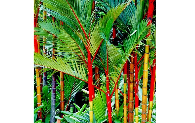 RED SEALING WAX "LIPSTICK" PALM TREE 10 SEEDS
