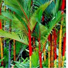 RED SEALING WAX "LIPSTICK" PALM TREE 10 SEEDS