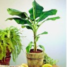 Cavendish BANANA Tree 10 Seeds Musa acuminata Hardy Tropical Fruit Plant