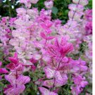200 SEEDS Clary Sage PINK SUNDAE Salvia Birds Butterflies Pollinators Non-GMO