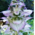 100 SEEDS Clary Sage BLUISH WHITE Salvia sclarea 2-4' Perennial USA Non-GMO